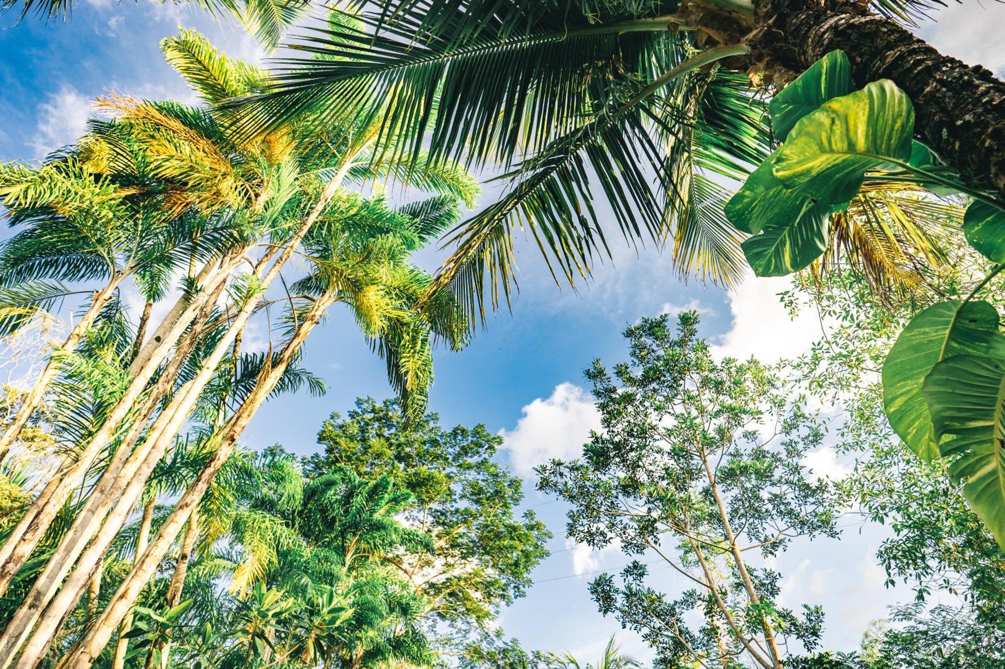 Huingos Eco Lodge Tarapoto Δωμάτιο φωτογραφία