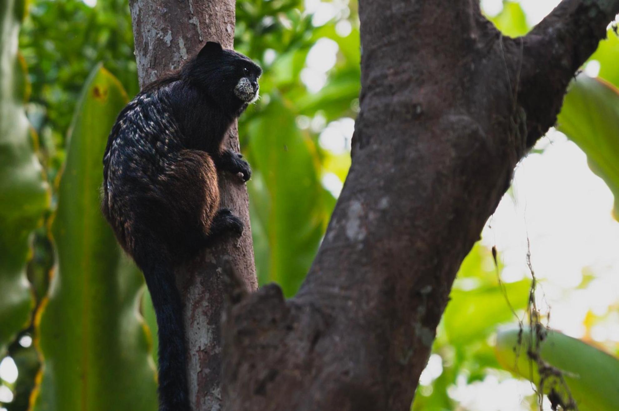 Huingos Eco Lodge Tarapoto Εξωτερικό φωτογραφία