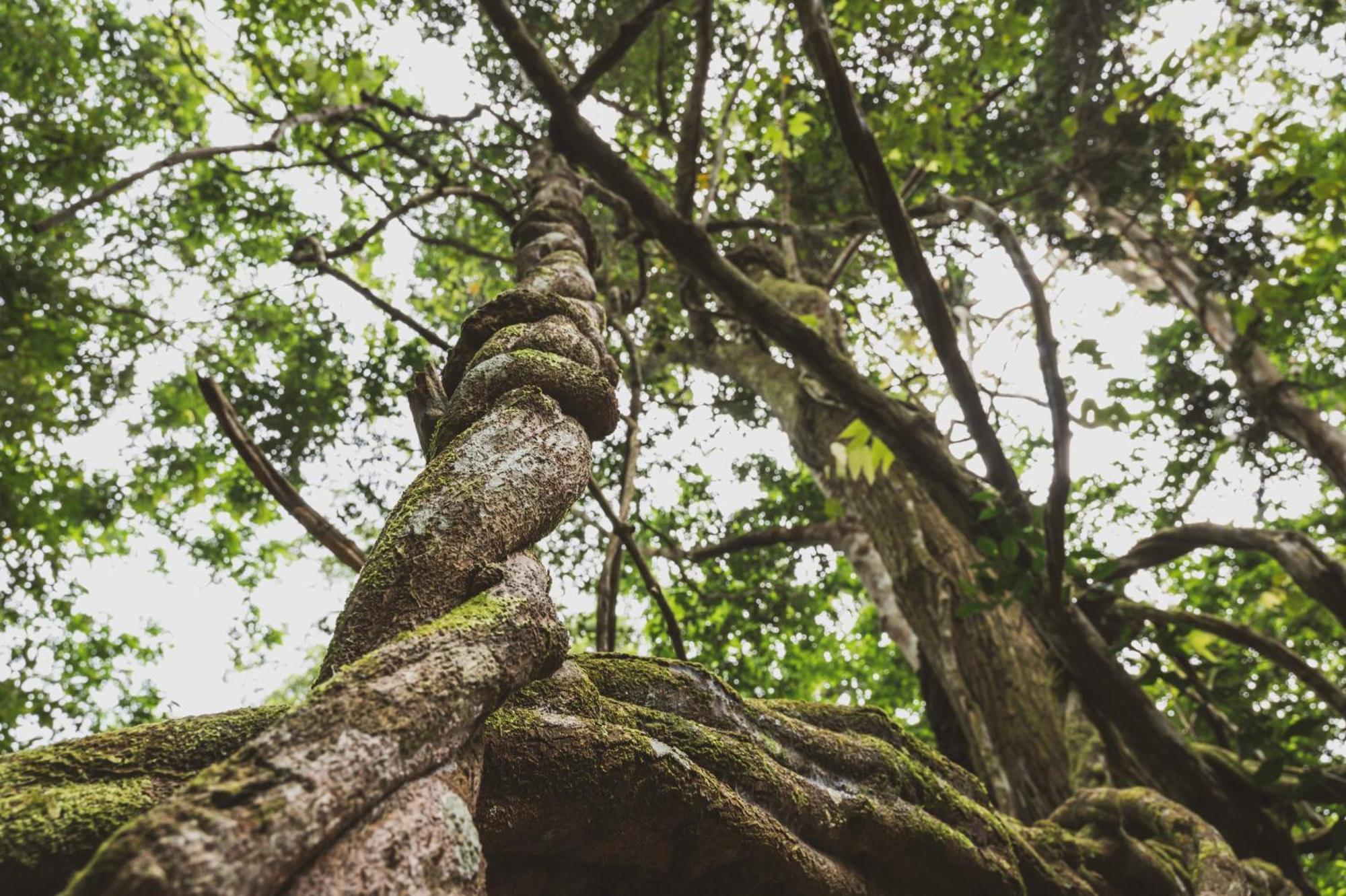 Huingos Eco Lodge Tarapoto Εξωτερικό φωτογραφία