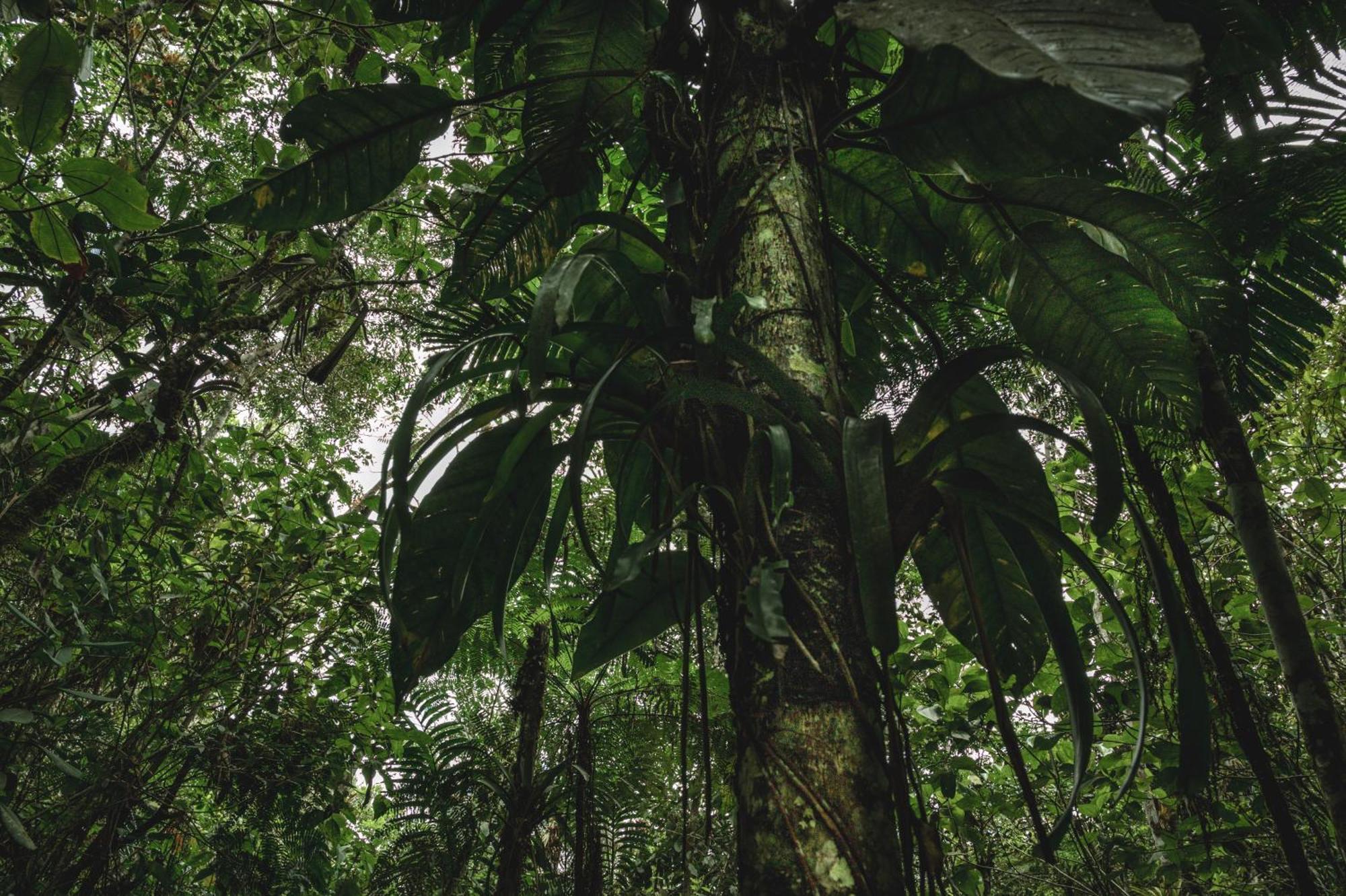 Huingos Eco Lodge Tarapoto Εξωτερικό φωτογραφία